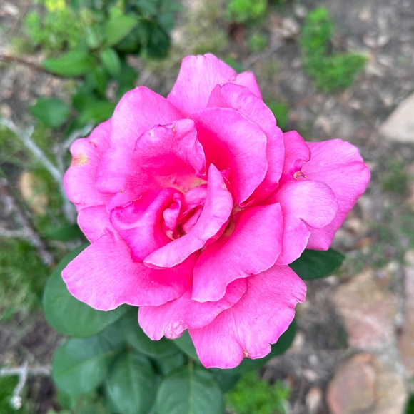 Meet your Posher, Edith - Picture 1 of 1